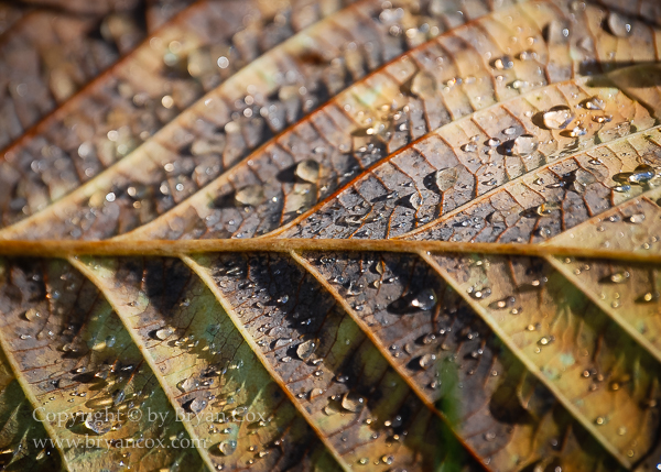 Image of Red alder leaf