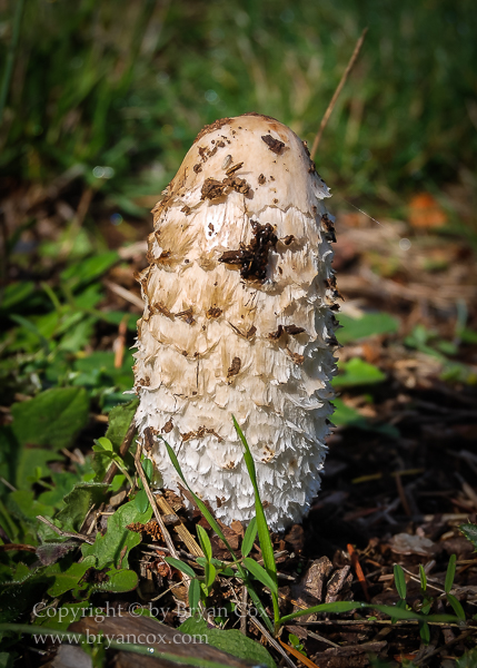 Image of Shaggy Mane