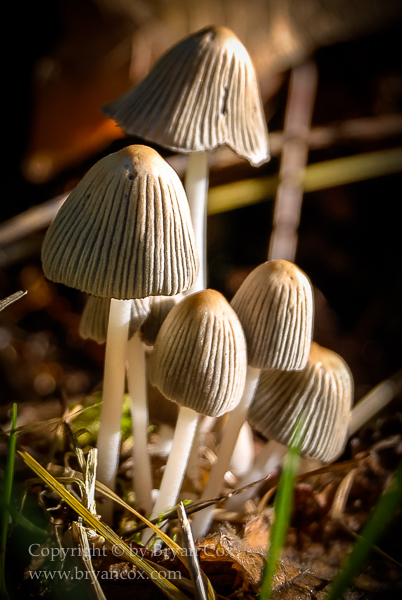 Image of Mica Cap (Coprinellus micaceous)