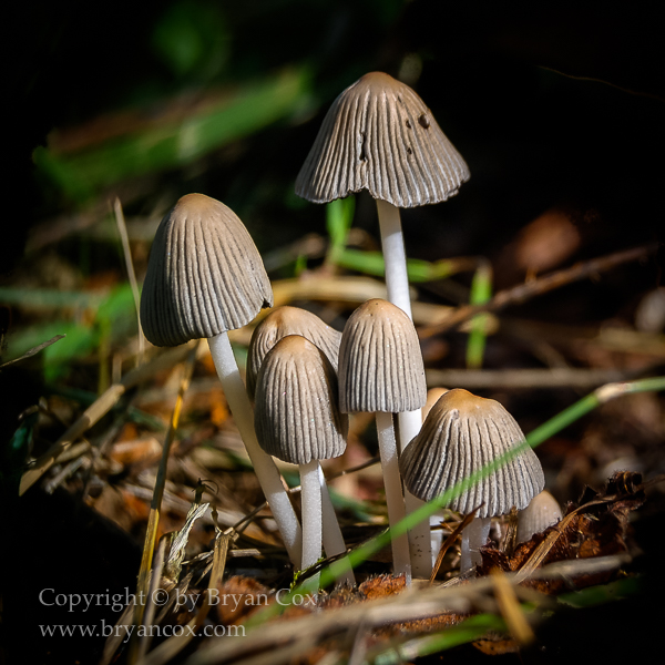 Image of Mica Cap (Coprinellus micaceous)