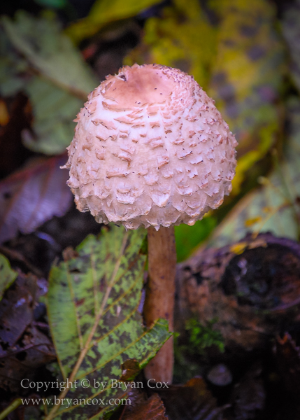 Image of Shaggy Parasol mushroom