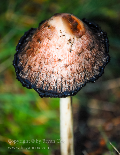 Image of Ink-cap mushroom