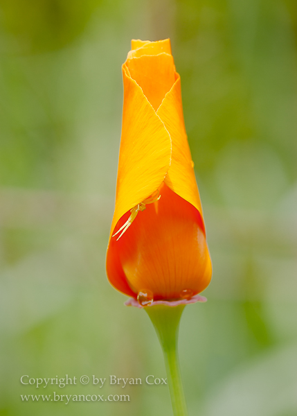 Image of California poppy & goldenrod crab spider