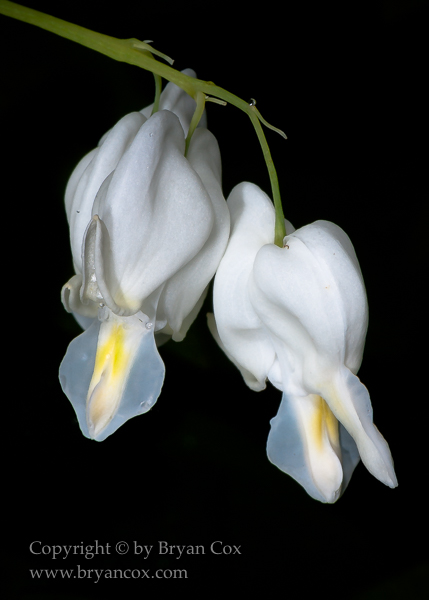 Image of Dutchman's breeches