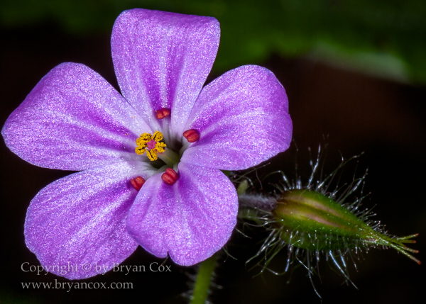 Image of Herb Robert (Robert Geranium)