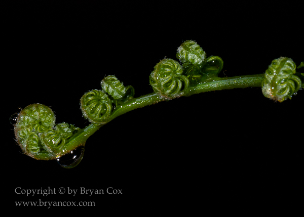 Image of Bracken fern