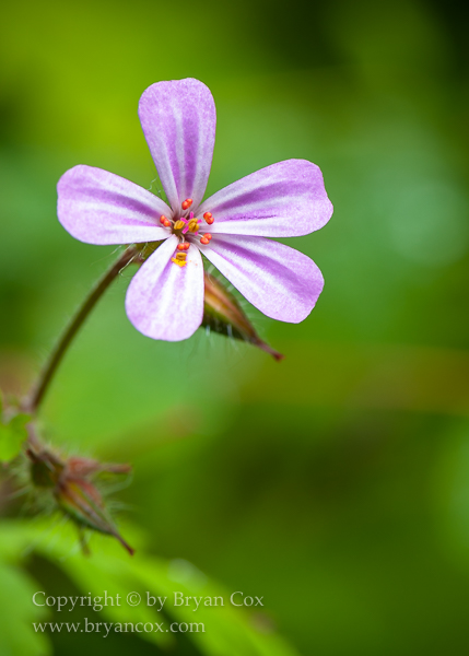 Image of Herb Robert (Robert Geranium)