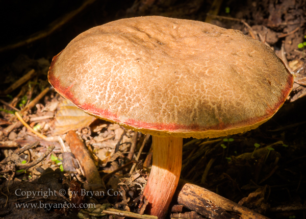 Image of Bolete