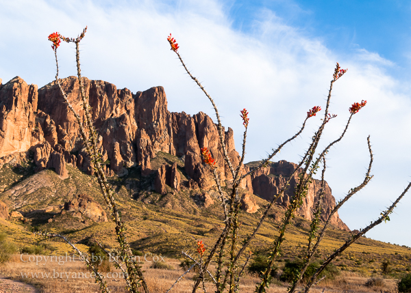 Image of Ocotillo on Superstition Mountain