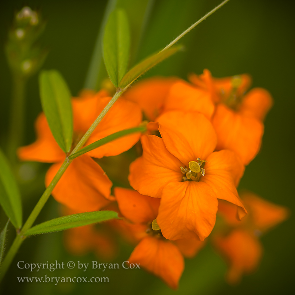 Image of Western Wallflower (Erysimum capitatum)