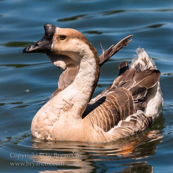 Image of Common Barnyard Goose