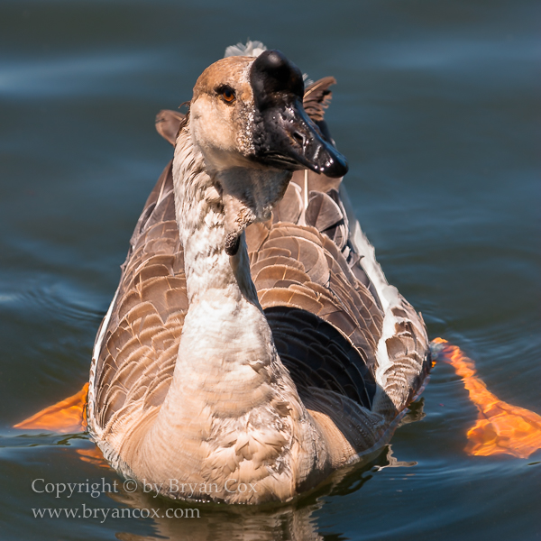 Image of Common Barnyard Goose