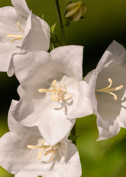 Image of White Bellflower (Campanula)