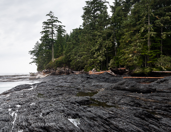 Image of Botanical Beach