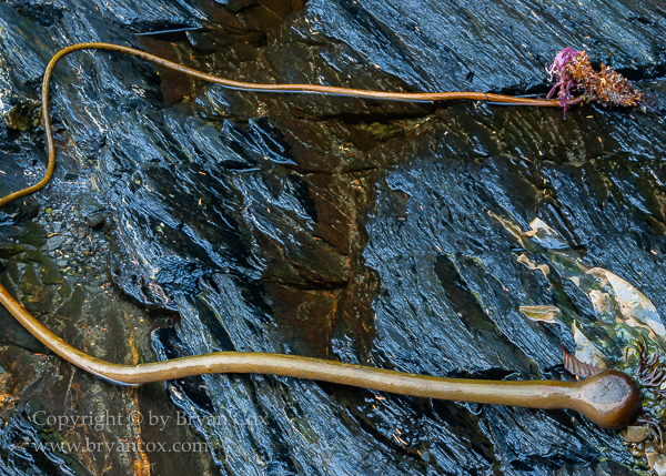 Image of Botanical Beach