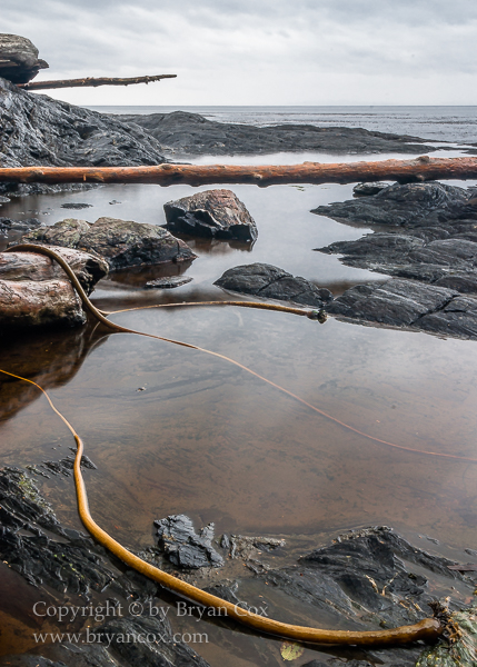 Image of Botanical Beach