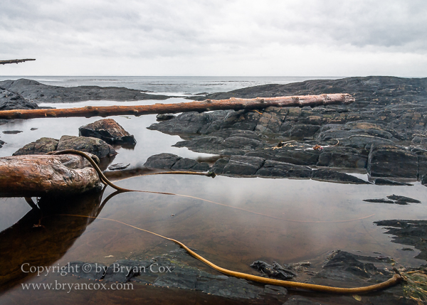 Image of Botanical Beach