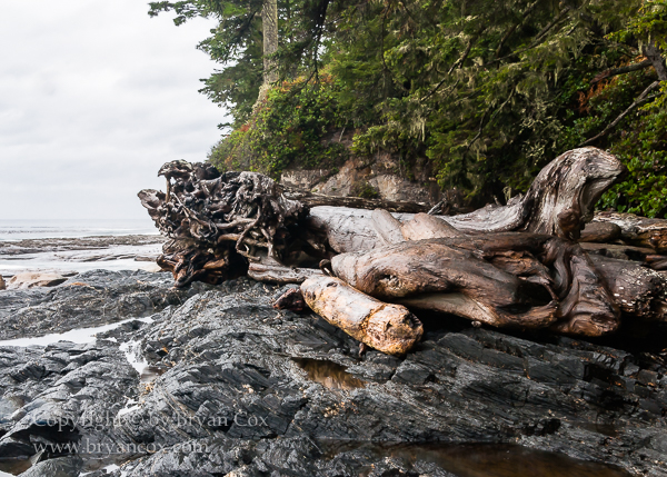 Image of Botanical Beach