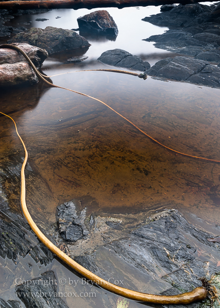 Image of Botanical Beach