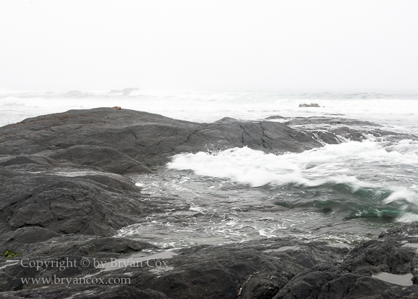 Image of Botanical Beach