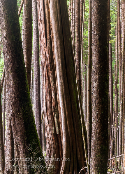 Image of Old growth