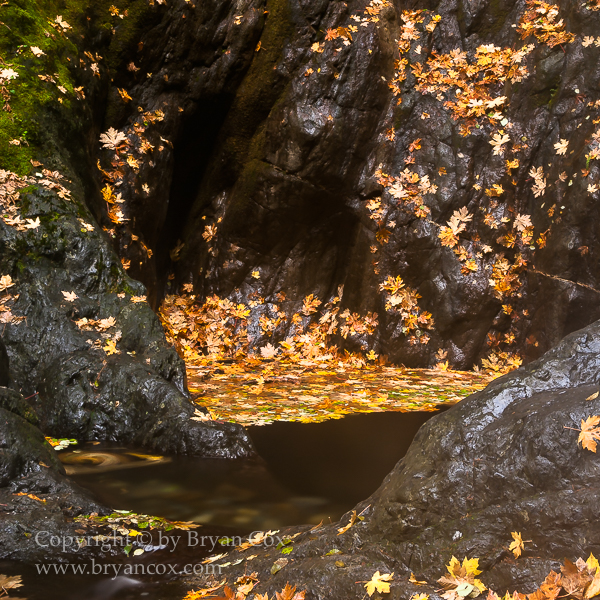 Image of Big Leaf Maple Leaves