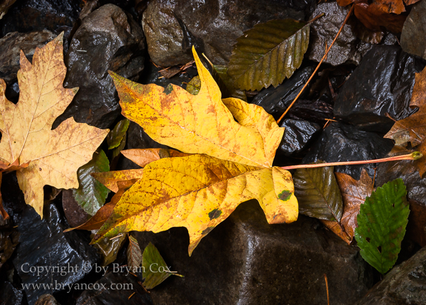 Image of Big Leaf Maple Leaves