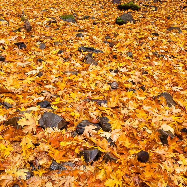 Image of Big Leaf Maple Leaves