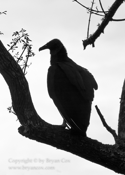 Image of Black Vulture