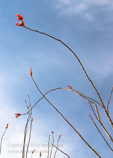 Image of Ocotillo (Fouquieria splendens)