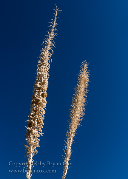 Image of Agave blossom spikes