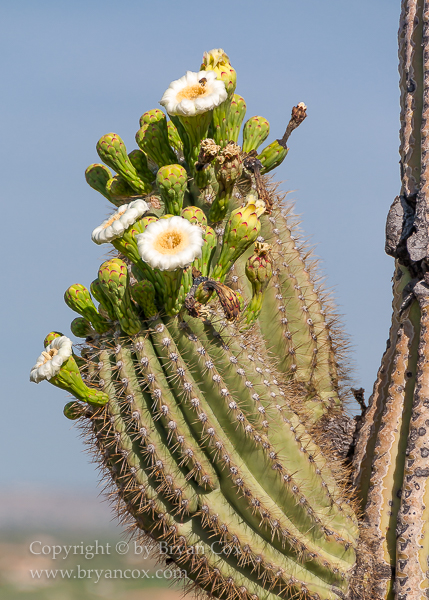 Image of Saguaro in bloom