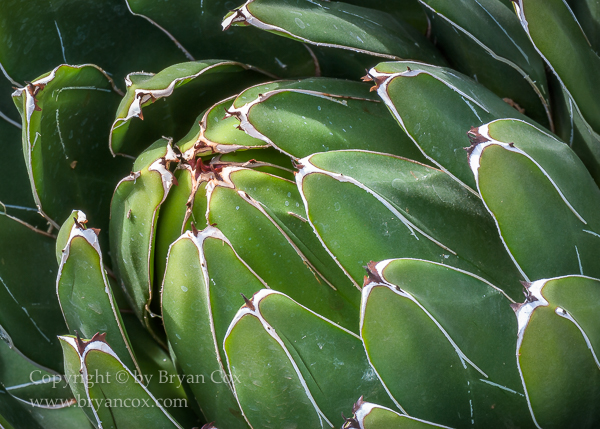 Image of Agave