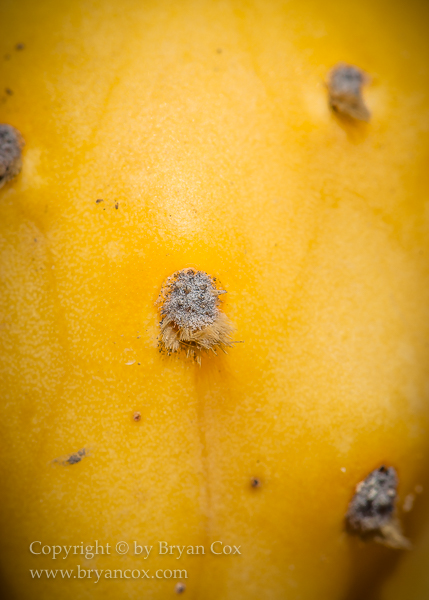 Image of Cholla cactus fruit