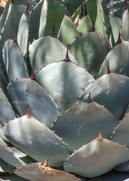 Image of Agave