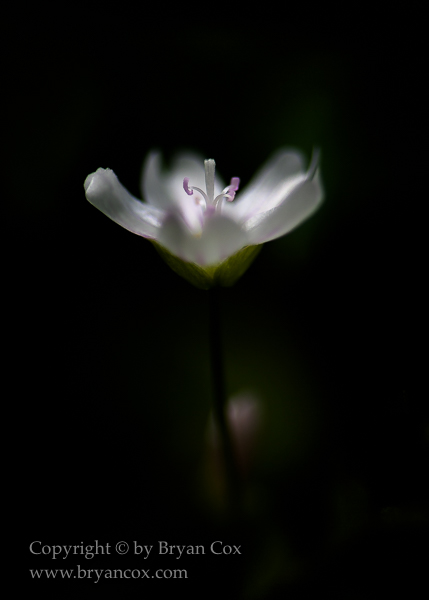 Image of Siberian Miner's Lettuce (Claytonia sibirica)