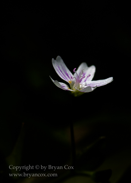 Image of Siberian Miner's Lettuce (Claytonia sibirica)