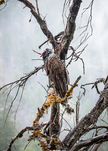 Image of Turkey Vulture