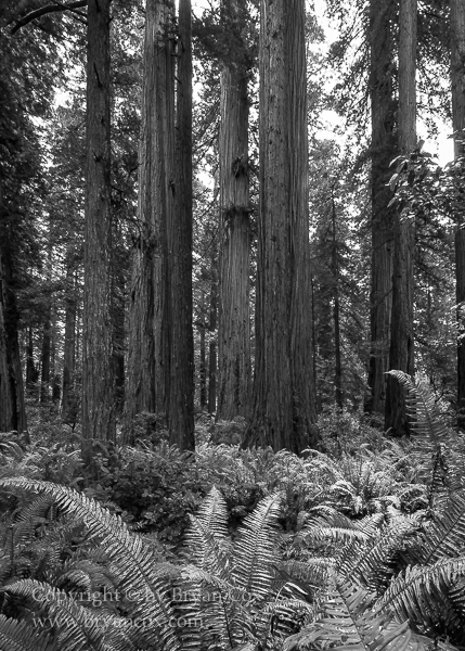 Image of Redwood National Park