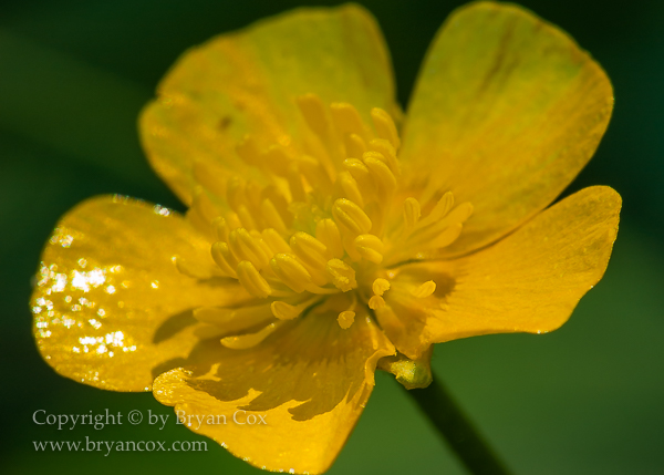 Image of Creeping Buttercup (Ranunculus repens)