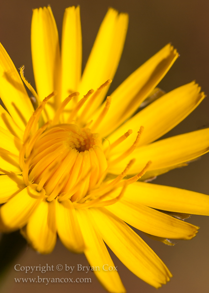 Image of Hairy Cat's-Ear (Hypochaeris Radicata)