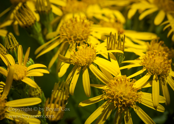 Image of Common Tansy (Tanacetum Vulgare)