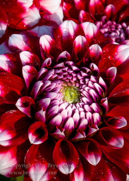 Image of Dahlia - Checkers