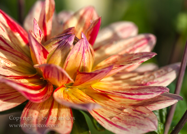 Image of Dahlia - Awe Shucks