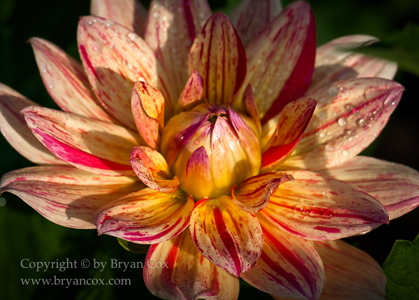 Image of Dahlia - Awe Shucks