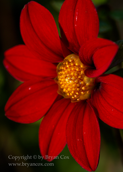 Image of Dahlia - Baby Red