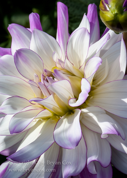 Image of Dahlia - Victoria Ann