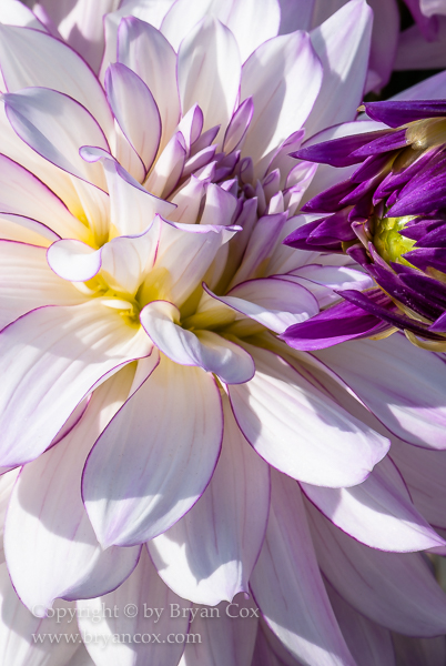 Image of Dahlia - Victoria Ann