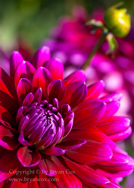 Image of Dahlia - Shockwave