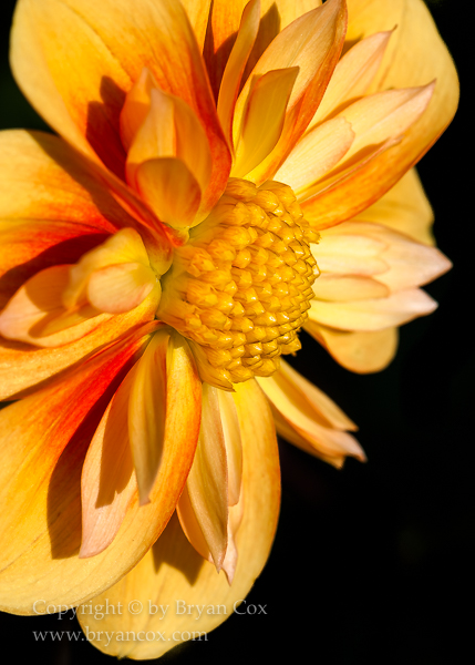 Image of Dahlia - E Z Duzzit